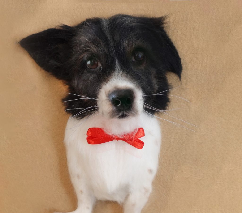 Handcrafted wool dog portrait created from a customer reference photo