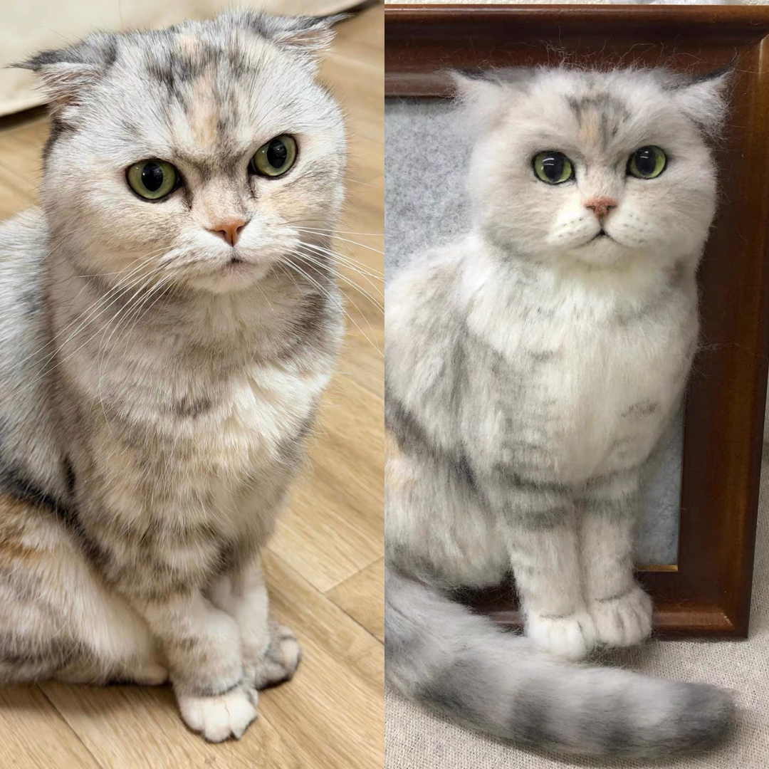 A split-screen photo showing a fluffy silver-gray cat in two different poses. The left side shows the cat sitting on a light wood floor, and the right side shows the cat sitting in front of a dark wooden frame on a light carpet.