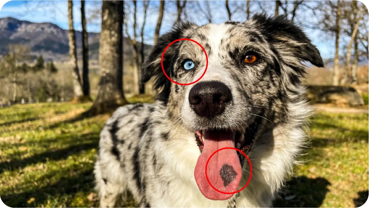 Pet portrait reference photo guide 5