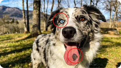 Pet portrait reference photo guide 5