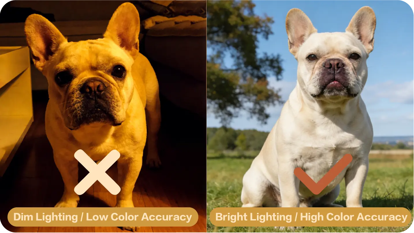 Pet portrait reference photo guide 2