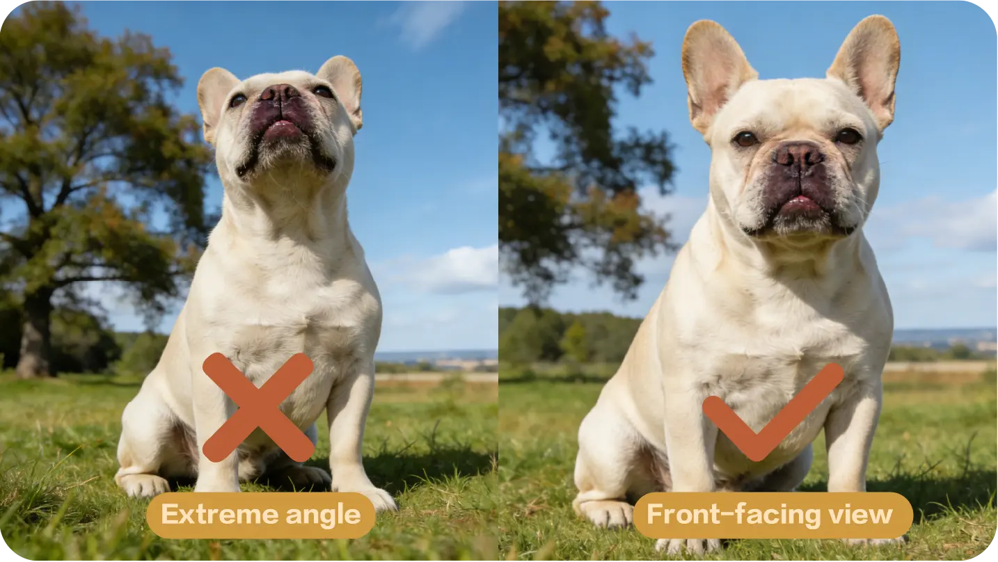 Extreme camera angle compared with an eye-level front-facing pet photo