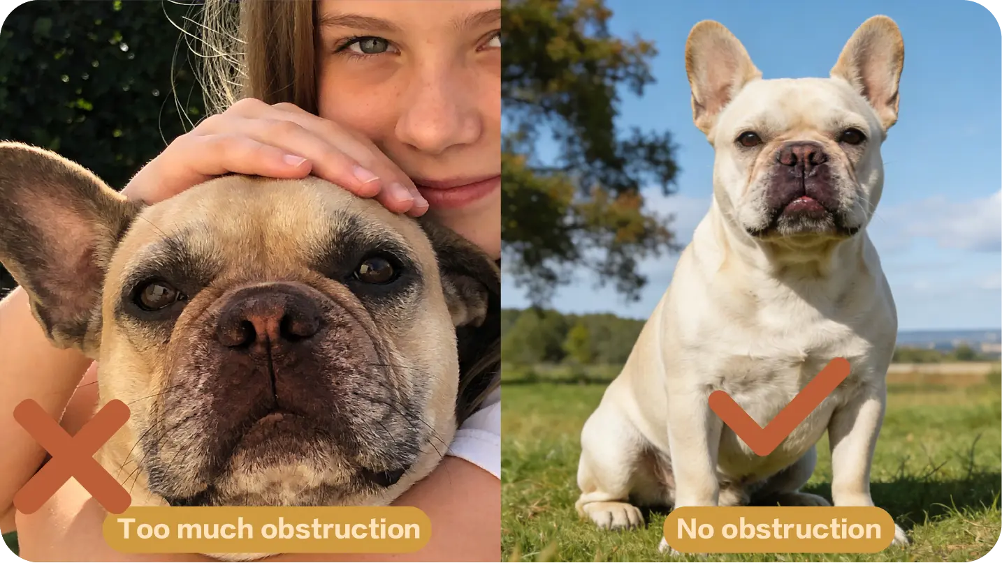 Obstructed pet face compared with an unobstructed view